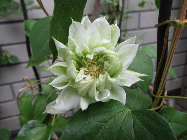 f:id:midorineko_cutter_mat:20210423230253j:plain