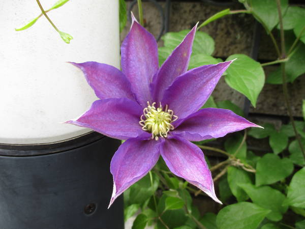 f:id:midorineko_cutter_mat:20210425160850j:plain