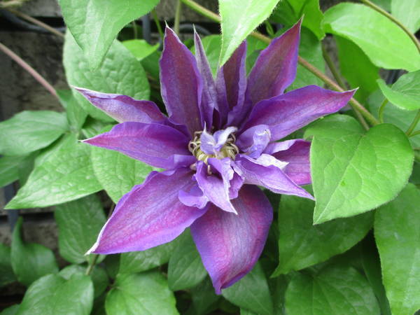 f:id:midorineko_cutter_mat:20210425160901j:plain