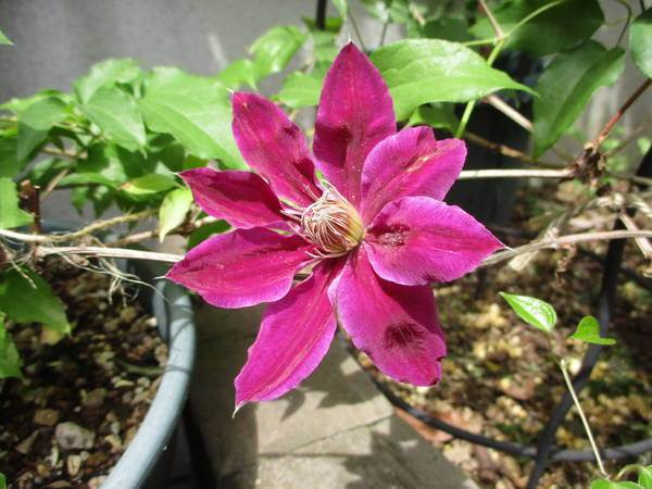 f:id:midorineko_cutter_mat:20210425160912j:plain