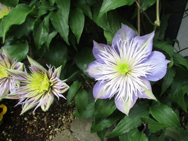 f:id:midorineko_cutter_mat:20210425160923j:plain