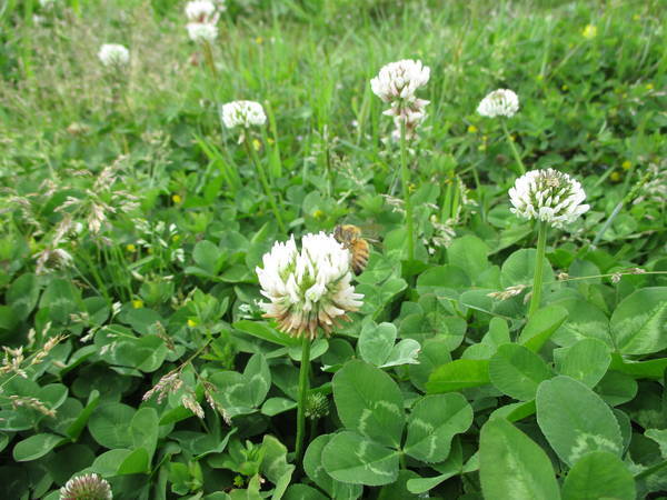 f:id:midorineko_cutter_mat:20210425163850j:plain