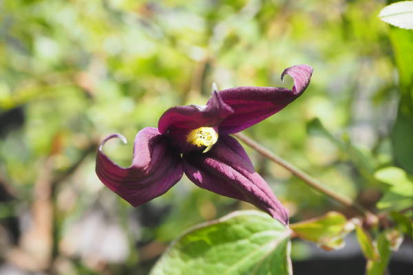 f:id:midorineko_cutter_mat:20210504144947j:plain