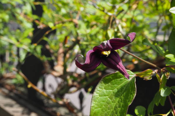 f:id:midorineko_cutter_mat:20210504145001j:plain