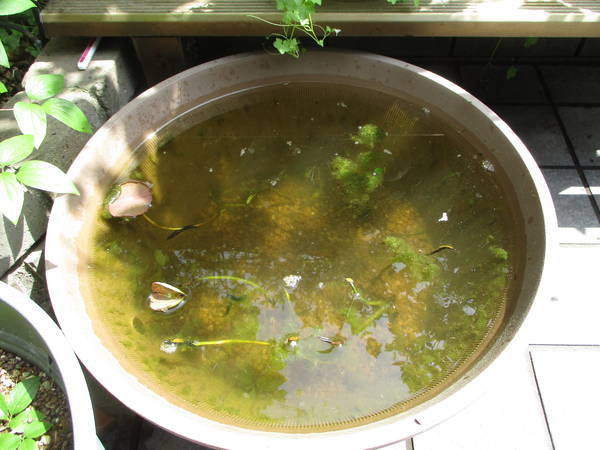 f:id:midorineko_cutter_mat:20210504155413j:plain