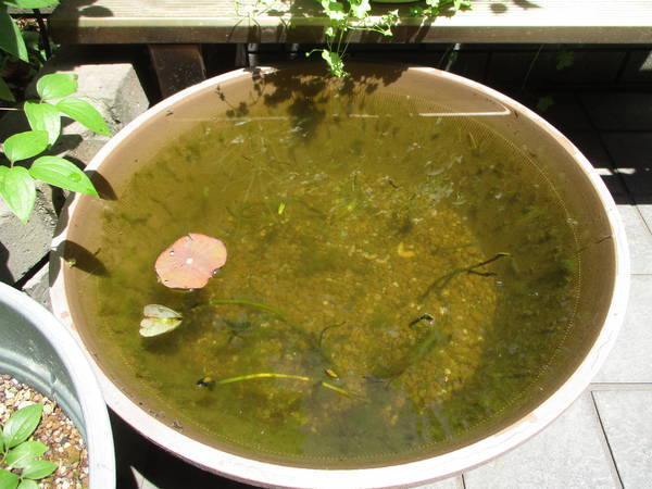 f:id:midorineko_cutter_mat:20210506125914j:plain