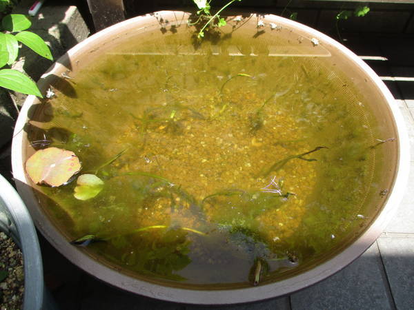 f:id:midorineko_cutter_mat:20210510170542j:plain