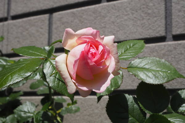 f:id:midorineko_cutter_mat:20210510180352j:plain