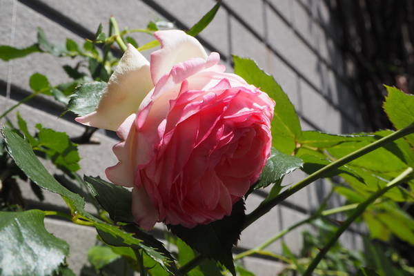 f:id:midorineko_cutter_mat:20210510180420j:plain