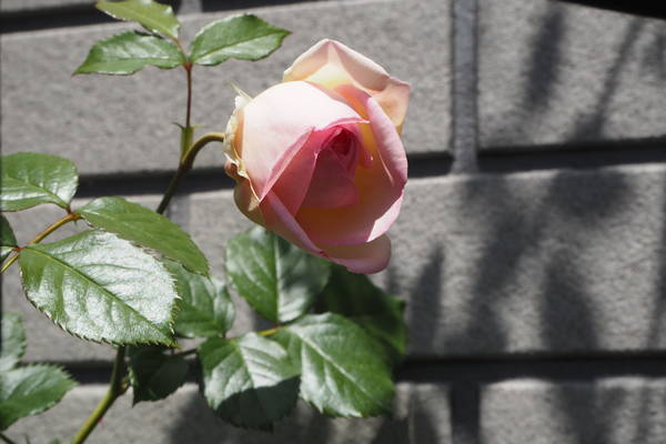 f:id:midorineko_cutter_mat:20210510180449j:plain