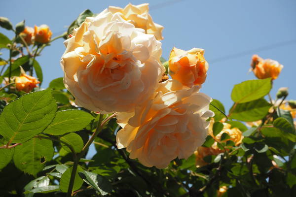 f:id:midorineko_cutter_mat:20210510183932j:plain