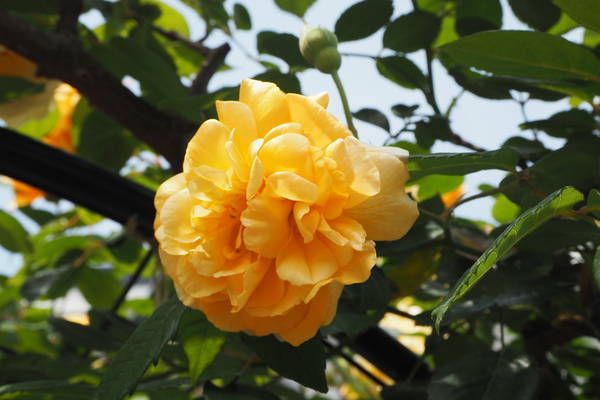 f:id:midorineko_cutter_mat:20210511190711j:plain