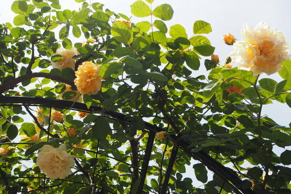 f:id:midorineko_cutter_mat:20210511190726j:plain