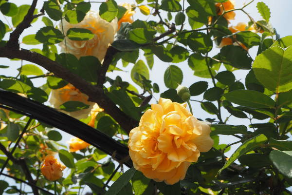 f:id:midorineko_cutter_mat:20210511190741j:plain