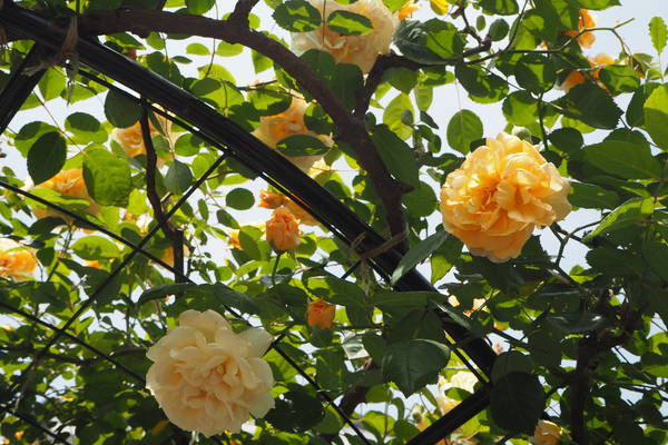 f:id:midorineko_cutter_mat:20210511190755j:plain