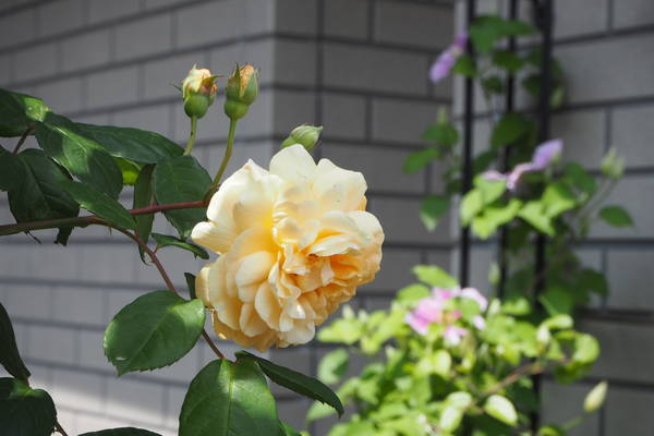 f:id:midorineko_cutter_mat:20210511190809j:plain