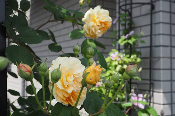 f:id:midorineko_cutter_mat:20210511190826j:plain