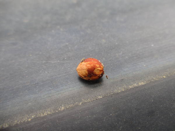 f:id:midorineko_cutter_mat:20210511224718j:plain