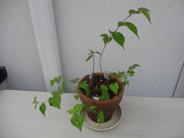 f:id:midorineko_cutter_mat:20210511224743j:plain