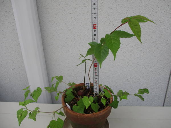 f:id:midorineko_cutter_mat:20210511224755j:plain