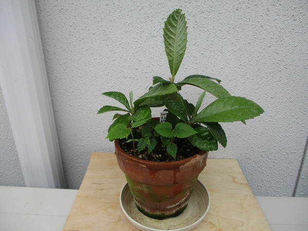 f:id:midorineko_cutter_mat:20210511224854j:plain