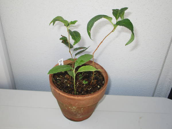 f:id:midorineko_cutter_mat:20210511224935j:plain