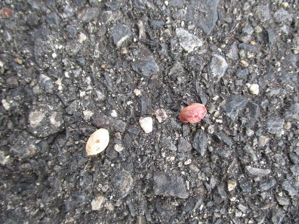 f:id:midorineko_cutter_mat:20210511225119j:plain