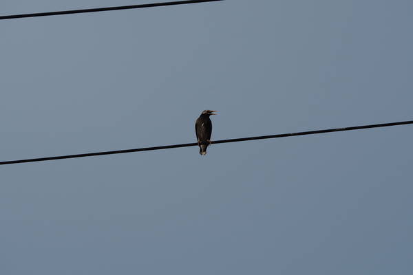 f:id:midorineko_cutter_mat:20210511225135j:plain