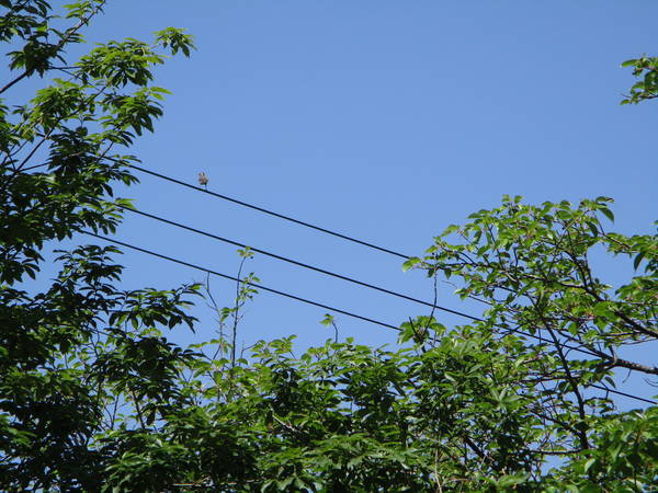 f:id:midorineko_cutter_mat:20210511225207j:plain