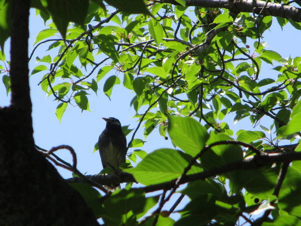 f:id:midorineko_cutter_mat:20210511225218j:plain