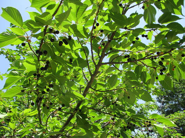 f:id:midorineko_cutter_mat:20210511225230j:plain