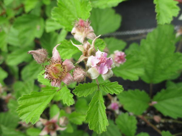 f:id:midorineko_cutter_mat:20210513140147j:plain