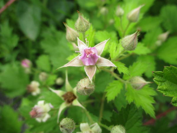 f:id:midorineko_cutter_mat:20210513140210j:plain