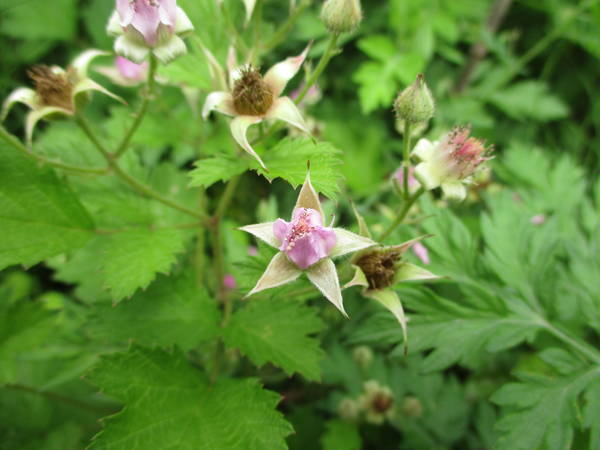 f:id:midorineko_cutter_mat:20210513140221j:plain