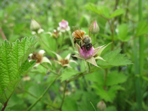 f:id:midorineko_cutter_mat:20210513140243j:plain