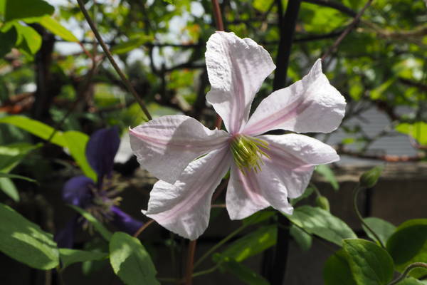 f:id:midorineko_cutter_mat:20210513143746j:plain