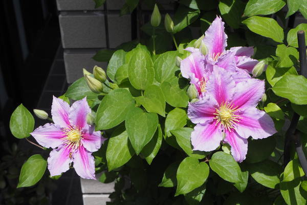 f:id:midorineko_cutter_mat:20210513143831j:plain
