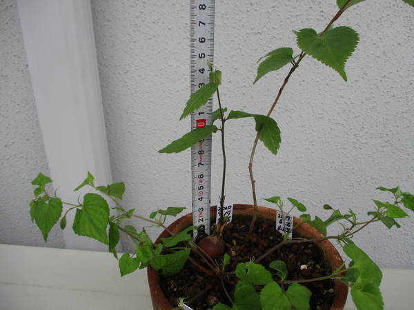 f:id:midorineko_cutter_mat:20210515131114j:plain