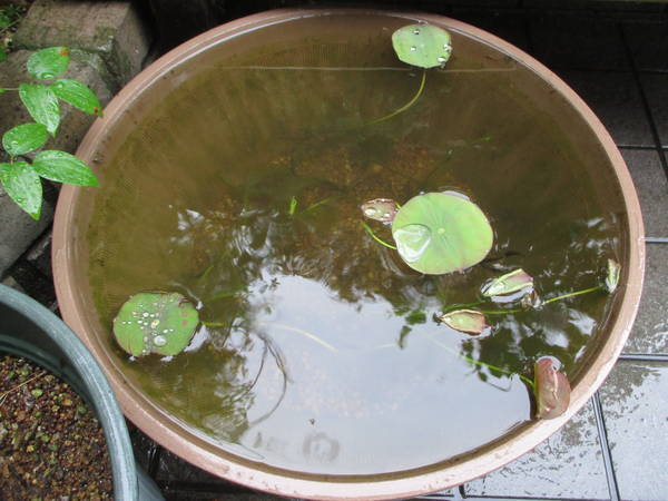 f:id:midorineko_cutter_mat:20210516102426j:plain