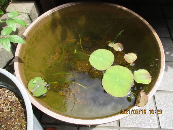 f:id:midorineko_cutter_mat:20210518145844j:plain