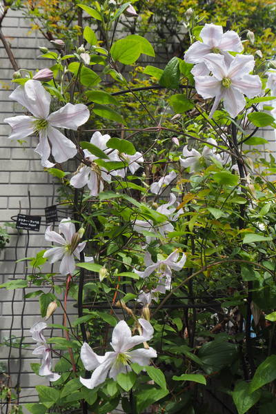 f:id:midorineko_cutter_mat:20210518215733j:plain