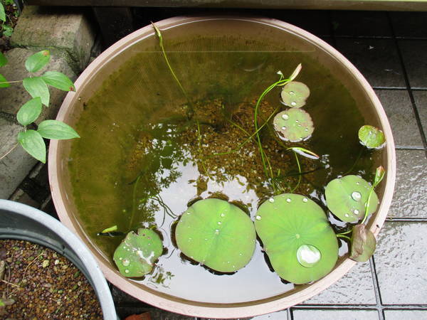 f:id:midorineko_cutter_mat:20210521144715j:plain