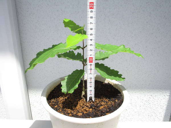 f:id:midorineko_cutter_mat:20210523233322j:plain