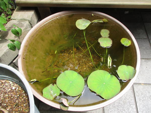 f:id:midorineko_cutter_mat:20210524130515j:plain