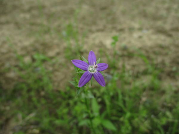 f:id:midorineko_cutter_mat:20210524160715j:plain
