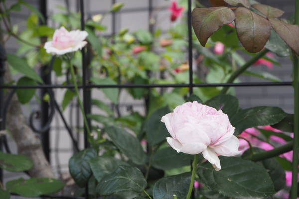 f:id:midorineko_cutter_mat:20210531131931j:plain