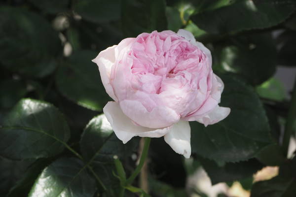 f:id:midorineko_cutter_mat:20210531132201j:plain