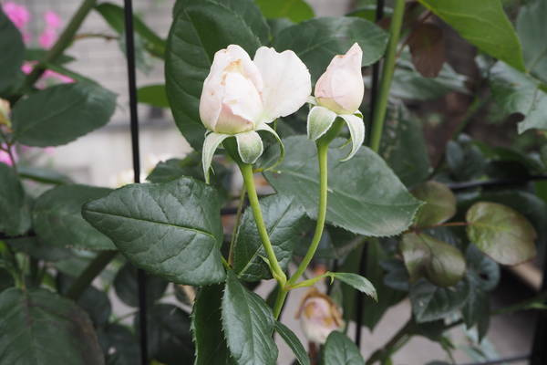 f:id:midorineko_cutter_mat:20210531132249j:plain