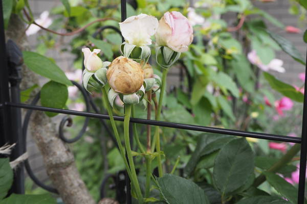 f:id:midorineko_cutter_mat:20210531132321j:plain