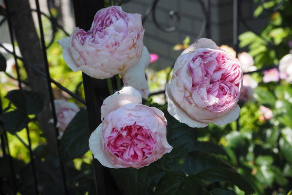 f:id:midorineko_cutter_mat:20210531133455j:plain